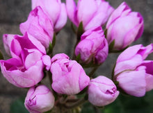 Load image into Gallery viewer, Tulip Pelargonium Proseco 5 Flowers Seeds