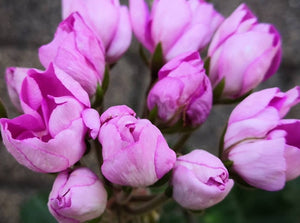 Tulip Pelargonium Proseco 5 Flowers Seeds