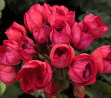 Load image into Gallery viewer, Tulip Pelargonium Red Pandora 5 Flowers Seeds