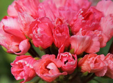 Load image into Gallery viewer, Tulip Pelargonium Parrot Lindsy 5 Flowers Seeds