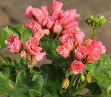 Load image into Gallery viewer, Tulip Pelargonium Parrot Lindsy 5 Flowers Seeds