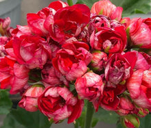 Load image into Gallery viewer, Tulip Pelargonium Red Parrot 5 Flowers Seeds