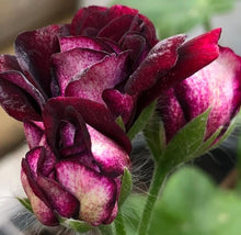 Load image into Gallery viewer, Tulip Pelargonium Black Rose 5 Flowers Seeds