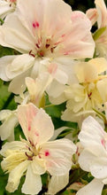 Load image into Gallery viewer, Geranium Bowl of Cream 5 Flowers Seeds