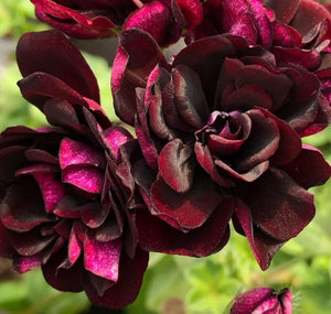 Tulip Pelargonium Black Rose 5 Flowers Seeds