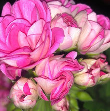 Load image into Gallery viewer, Geranium Orinoko 5 Flowers Seeds
