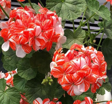 Load image into Gallery viewer, Geranium Twinkle 5 Pcs Flowers Seeds