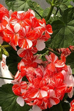Load image into Gallery viewer, Geranium Twinkle 5 Pcs Flowers Seeds
