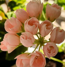Load image into Gallery viewer, Tulip Pelargonium Peach 5 Flowers Seeds