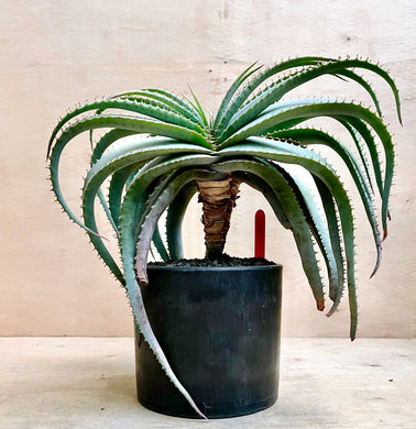 Aloe suprafoliata LIVE PLANT #0909011