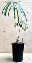 Load image into Gallery viewer, Cycas chamaoensis LIVE PLANT #50257