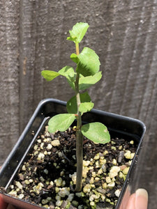 Commiphora myrrha (5 Seeds) Caudex Yemen