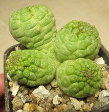 Load image into Gallery viewer, Trichocaulon cactiforme 7 seeds Cacti Namibia