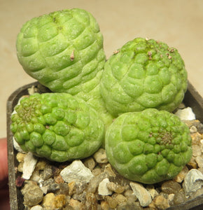 Trichocaulon cactiforme 7 seeds Cacti Namibia