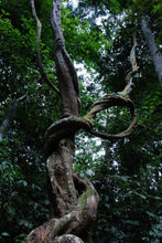 Indlæs billede til gallerivisning Entada gigas (monkey-ladder) 3 Seeds (Angola)
