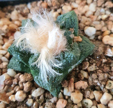 Load image into Gallery viewer, Ariocarpus Fissuratus 6-PACK LIVE PLANTS #07113 For Sale