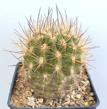 Load image into Gallery viewer, Eriosyce villosa var. polyraphis LIVE PLANT #65443 For Sale