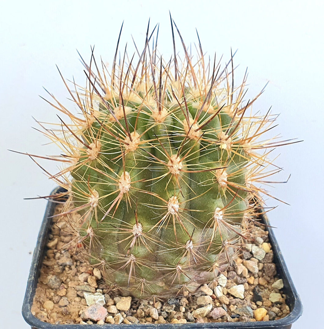 Eriosyce villosa var. polyraphis LIVE PLANT #65443 For Sale