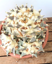 Indlæs billede til gallerivisning Ariocarpus retusus LIVE PLANT #98553 For Sale
