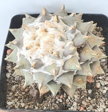 将图片加载到图库查看器，Ariocarpus retusus scapharostroides LIVE PLANT #09663 For Sale