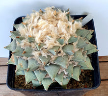 Load image into Gallery viewer, Ariocarpus retusus scapharostroides LIVE PLANT #09663 For Sale