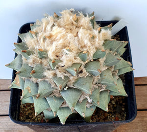 Ariocarpus retusus scapharostroides LIVE PLANT #09663 For Sale