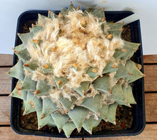 Load image into Gallery viewer, Ariocarpus retusus scapharostroides LIVE PLANT #09663 For Sale