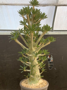 Dorstenia Gigas Mother Plant  #06773 For Sale
