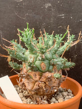 Load image into Gallery viewer, EUPHORBIA DECEPTA LIVE PLANT #05673 For Sale