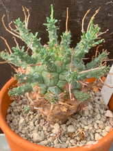 Load image into Gallery viewer, EUPHORBIA DECEPTA LIVE PLANT #05673 For Sale