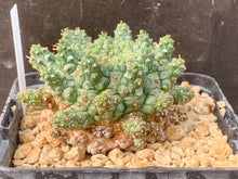 Load image into Gallery viewer, EUPHORBIA SUPERSSA LIVE PLANT #4533For Sale