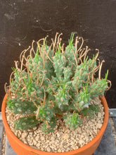 Load image into Gallery viewer, EUPHORBIA PENTOPS LIVE PLANT #8553 For Sale