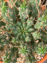 Load image into Gallery viewer, EUPHORBIA PENTOPS LIVE PLANT #8553 For Sale
