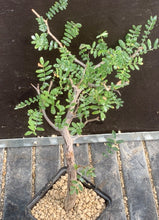 Load image into Gallery viewer, COMMIPHORA MONSTROSA LIVE PLANT #0675 For Sale