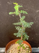 Load image into Gallery viewer, COMMIPHORA PLANIFRONS LIVE PLANT #673 For Sale