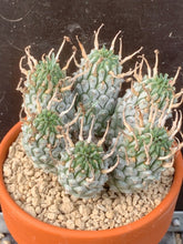 Load image into Gallery viewer, EUPHORBIA RAMIGLANS LIVE PLANT #6756 For Sale