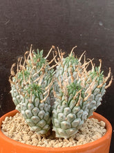 Load image into Gallery viewer, EUPHORBIA RAMIGLANS LIVE PLANT #6756 For Sale