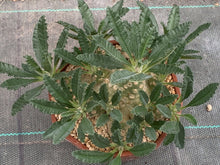 Load image into Gallery viewer, DORSTENIA LAVRANII LIVE PLANT #675 For Sale