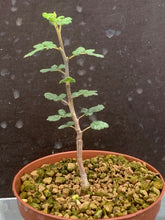 Load image into Gallery viewer, COMMIPHORA PLANIFRONS LIVE PLANT #1293 For Sale