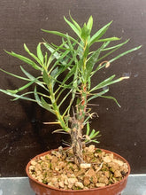 Load image into Gallery viewer, FOUQUIERIA PURPUSII LIVE PLANT #22 For Sale