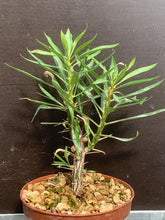 Load image into Gallery viewer, FOUQUIERIA PURPUSII LIVE PLANT #22 For Sale