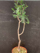 Load image into Gallery viewer, BURSERA MICROPHYLLA LIVE PLANT #76 For Sale