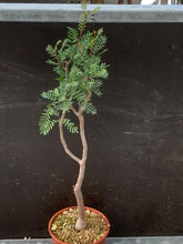 Load image into Gallery viewer, BURSERA MICROPHYLLA LIVE PLANT #76 For Sale