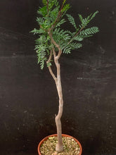 将图片加载到图库查看器，BURSERA MICROPHYLLA LIVE PLANT #76 For Sale