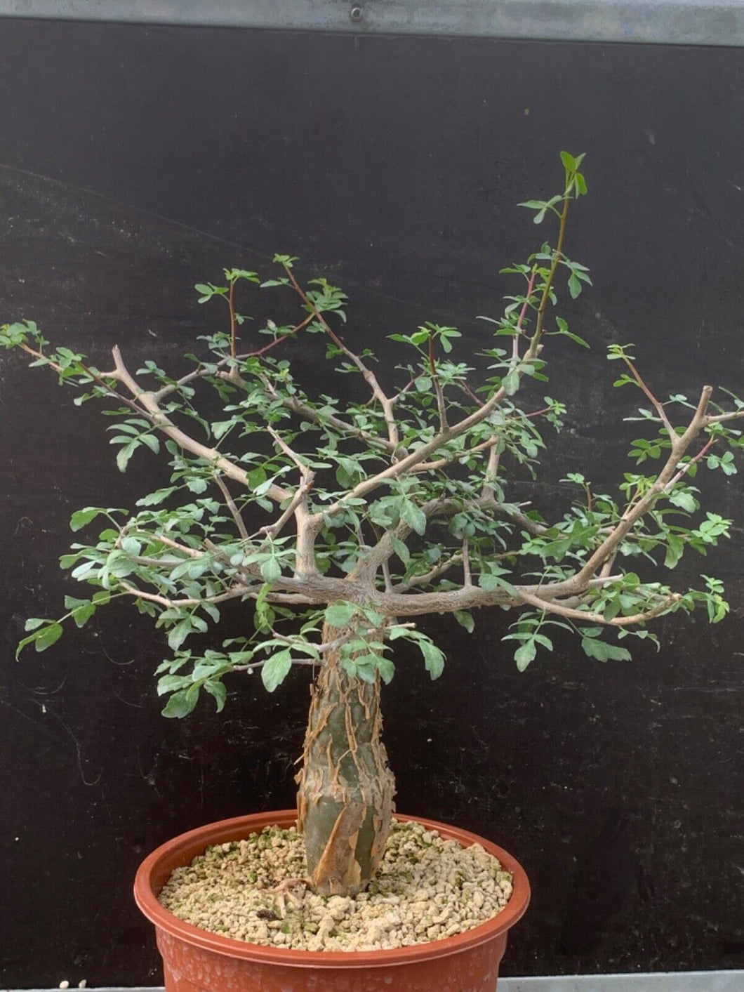 BURSERA FAGAROIDES LIVE PLANT #98 For Sale