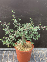 Load image into Gallery viewer, BURSERA FAGAROIDES LIVE PLANT #98 For Sale
