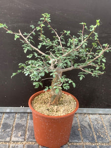 BURSERA FAGAROIDES LIVE PLANT #98 For Sale