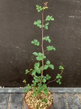 Load image into Gallery viewer, COMMIPHORA SINUATA LIVE PLANT #0553 For Sale