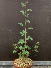 Load image into Gallery viewer, COMMIPHORA SINUATA LIVE PLANT #0553 For Sale