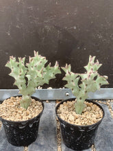 将图片加载到图库查看器，CARALLUMA SOCOTRANA 2 Pieces LIVE PLANTS #0803 For Sale